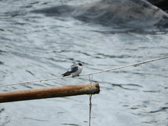 Tachycineta albiventer