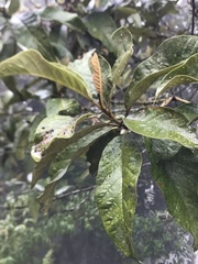 Critoniopsis