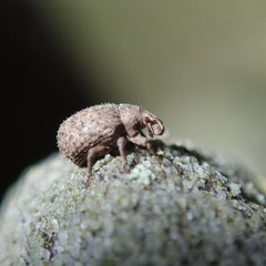 Romualdius scaber