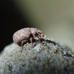 Romualdius scaber