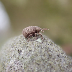 Romualdius scaber