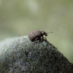 Romualdius scaber