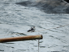 Tachycineta albiventer