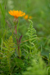Hypochaeris ciliata