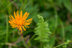 Hypochaeris ciliata