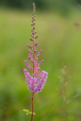 Astilbe chinensis