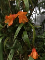 Alstroemeriaceae