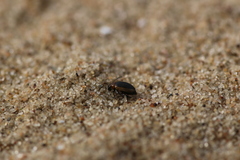 Longitarsus dorsalis