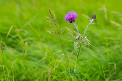 Cirsium maackii