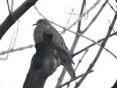 Zenaida auriculata