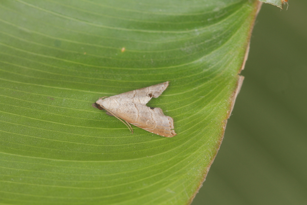 Phobolosia diagona