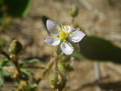 Spergularia media