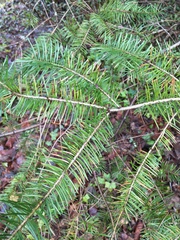 Pseudotsuga menziesii