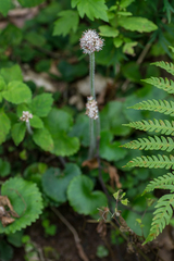 Micranthes manchuriensis