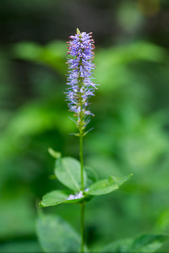 Veronicastrum cerasifolium