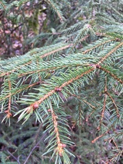 Picea abies