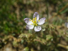 Spergularia media