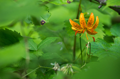 Lilium distichum