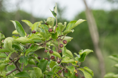 Malus mandshurica