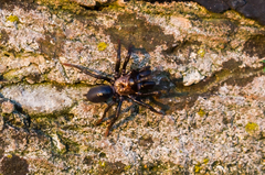 Atypidae