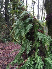 Polypodium glycyrrhiza