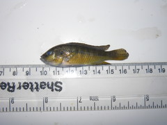 Pseudocrenilabrus
