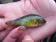 Pseudocrenilabrus philander