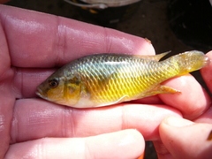 Pseudocrenilabrus philander