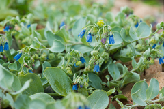 Mertensia simplicissima