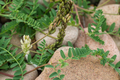 Astragalus marinus