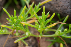 Salsola komarovii