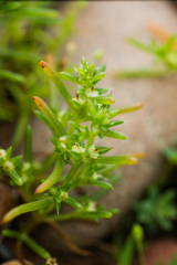 Salsola komarovii