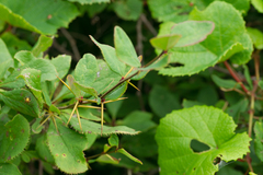 Berberis amurensis