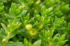 Honckenya peploides major