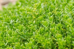 Honckenya peploides major