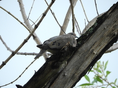 Zenaida auriculata