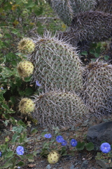 Opuntia pycnantha