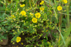 Potentilla chinensis