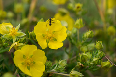 Potentilla chinensis