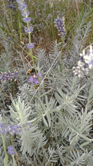 Bombus impatiens