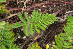 Potentilla chinensis