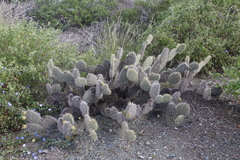 Opuntia pycnantha