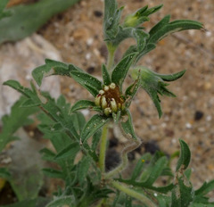 Pterocephalus brevis