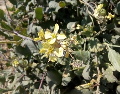 Brassica rapa