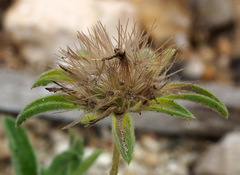 Pterocephalus brevis