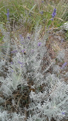 Bombus impatiens