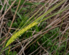 Hordeum spontaneum