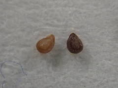 Spergularia nicaeensis