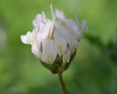 Trifolium clypeatum