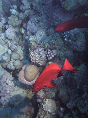 Priacanthus hamrur